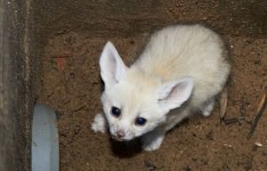 Male and female fennec fox
