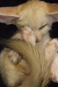 Home Raised and Trained Fennec Fox