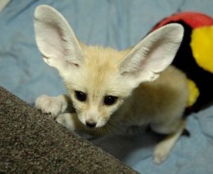 Beautiful Male And Female Fennec Fox Ready text ***