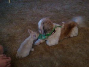 Fnnec fox babies for sale