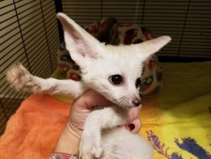 FENNEC FOX FOR SALE text ***