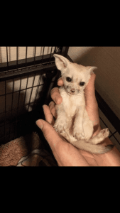 Fennec Fox for sale