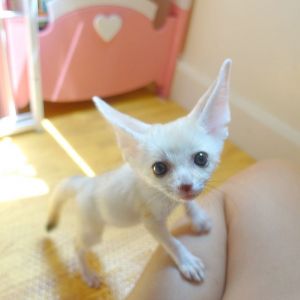 Female fennec fox kit for new home