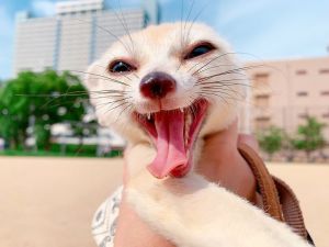 Adorable male amd female fennec fox