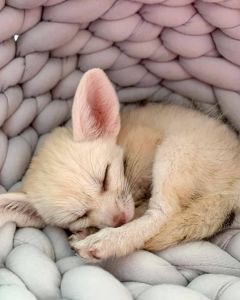 Trained Fennec fox for sale