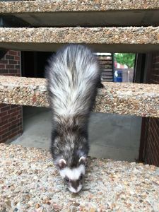 Ferrets for sell ASAP