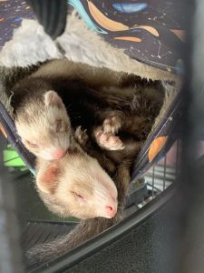 Two sweet adorable ferrets, one female and one male.