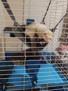 2 Bonded Ferrets