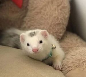 1 year old male ferret