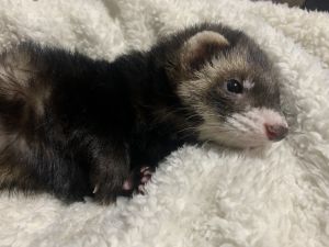Sweet sable male ferret