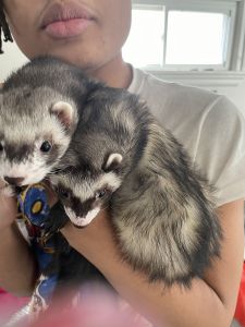 Ferrets for sell