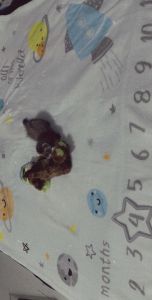 Male ferret only 4months old