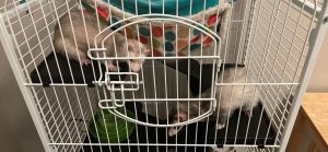 Two Free Ferrets, Cage & Accessories