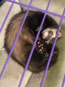 Izzy and gizmo ferrets