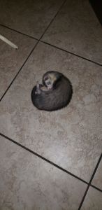 Female young ferret