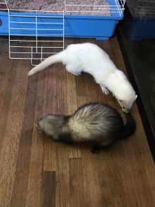 Two ferrets