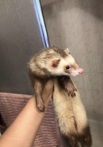 Friendly ferret Male 1Year old