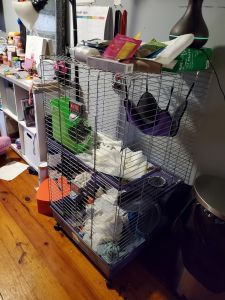 Male 5 month Old Ferret For Sale