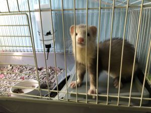 Ferret + cage