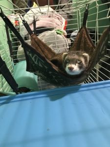 2 ferrets boy & girl , cage food included