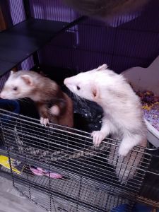 Two female Ferrets