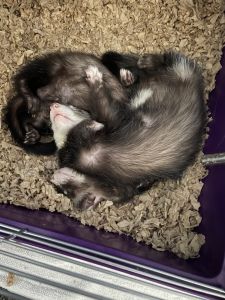 Two baby male ferrets need good home