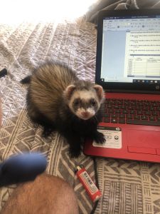 Ferret for Free