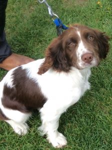 Beautiful Field Spaniel