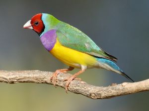 Gouldian Finch