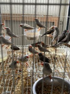 Zebra Finches for Sale!