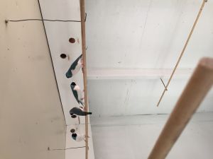 Lady Gouldian Mutation