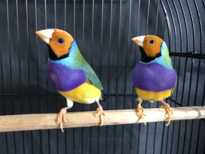 Lady gouldian finch
