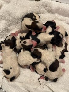 WIRED HAIR FOX TERRIER FOR SALE!!!!!!