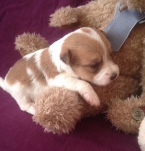 Fox Terrier X Wh Parson Terrier Puppies