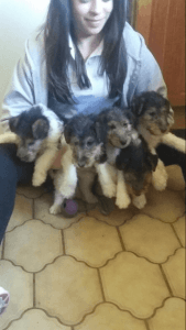 Wire Haired Fox Terriers Pups