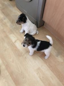 fox terrier puppies