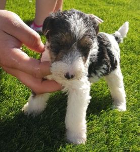 Kc Reg Wire Hair Fox Terrier