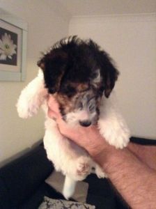 Wire Haired Fox Terrier(***) ***-***2