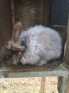 Pedigreed French Angora Rabbits