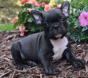 Cuddy x French Bulldogs