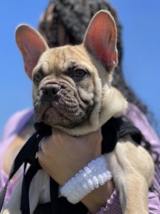 French bulldog