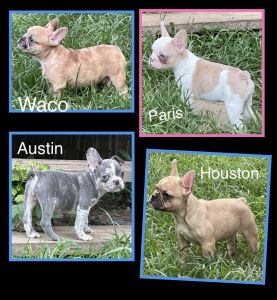 Akc French bulldogs