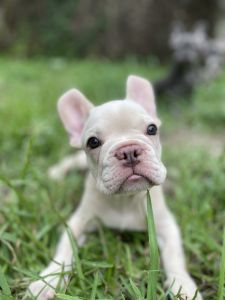 French Bulldog