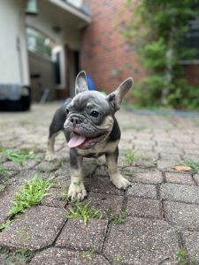 French Bulldog