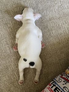 Baby frenchie for sale