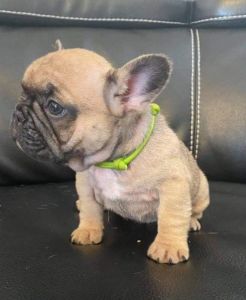 2 kc French Bulldog Available