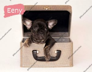 Female French Bulldog's