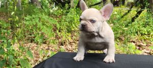 AKC French Bulldog puppy