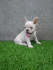 French Bulldog puppies for sale