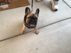 French Bulldog puppy